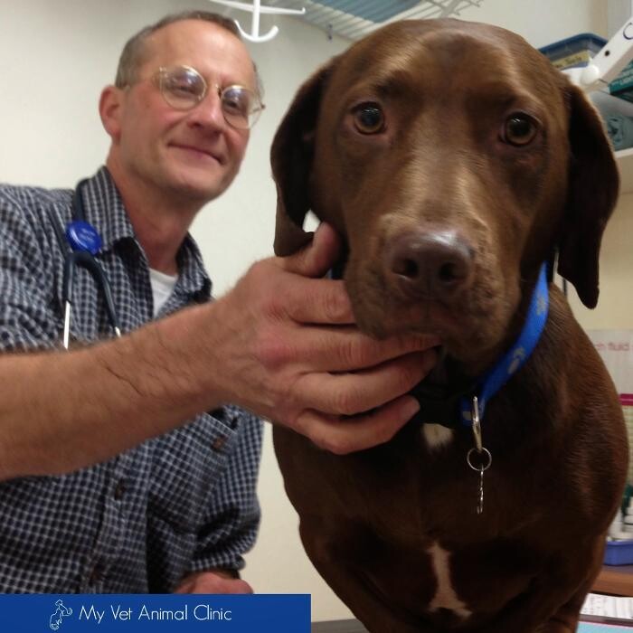 Images My Vet Animal Clinic