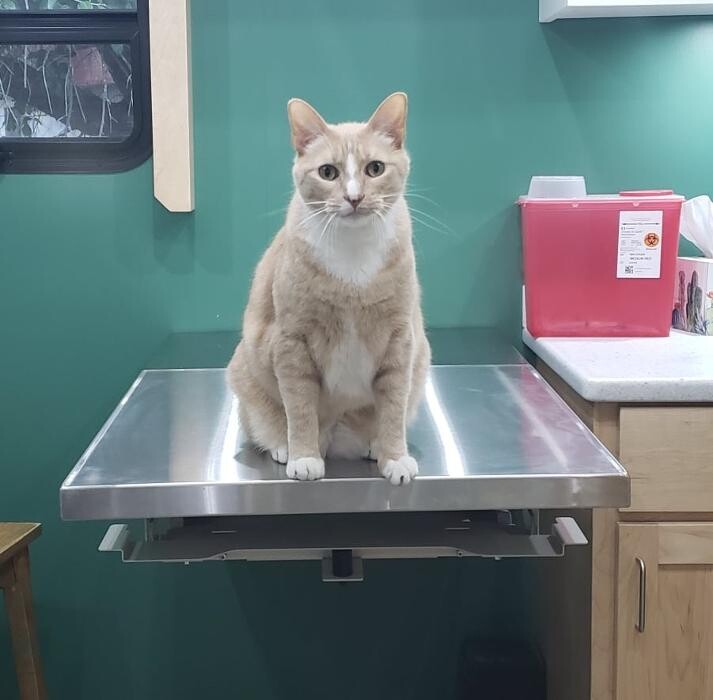 Images Kirby Family Vet