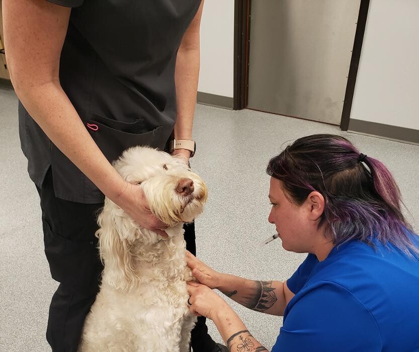 Images Kirby Family Vet