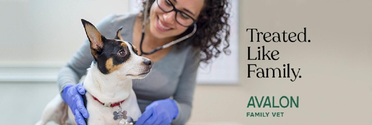 Images Avalon Family Vet