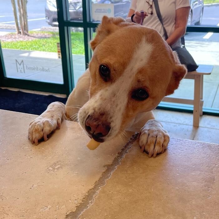 Images Avalon Family Vet