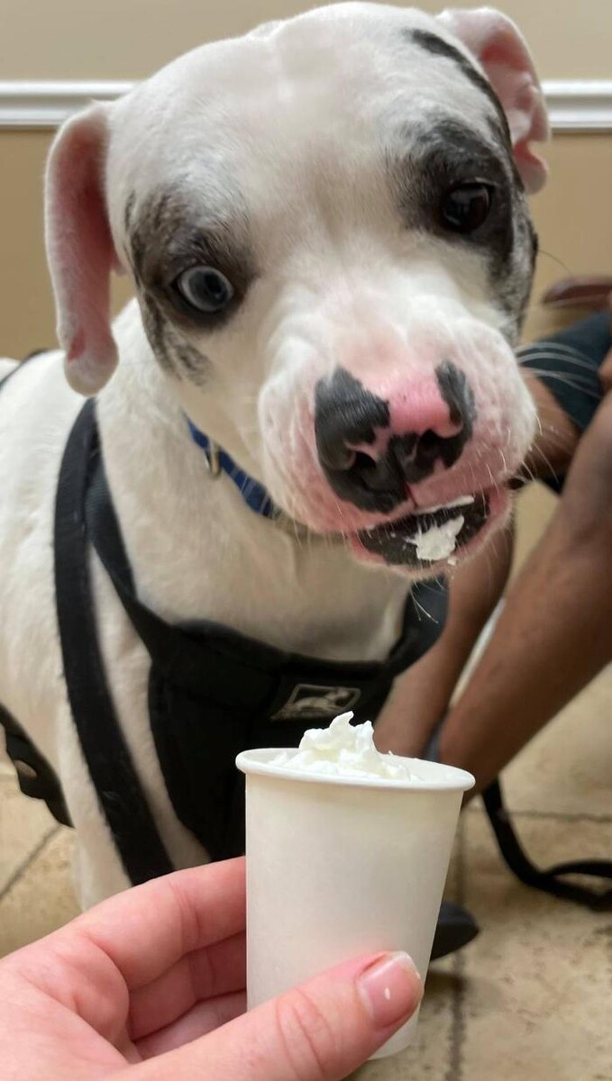 Images Avalon Family Vet