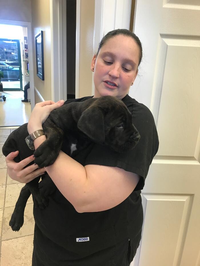 Images Avalon Family Vet