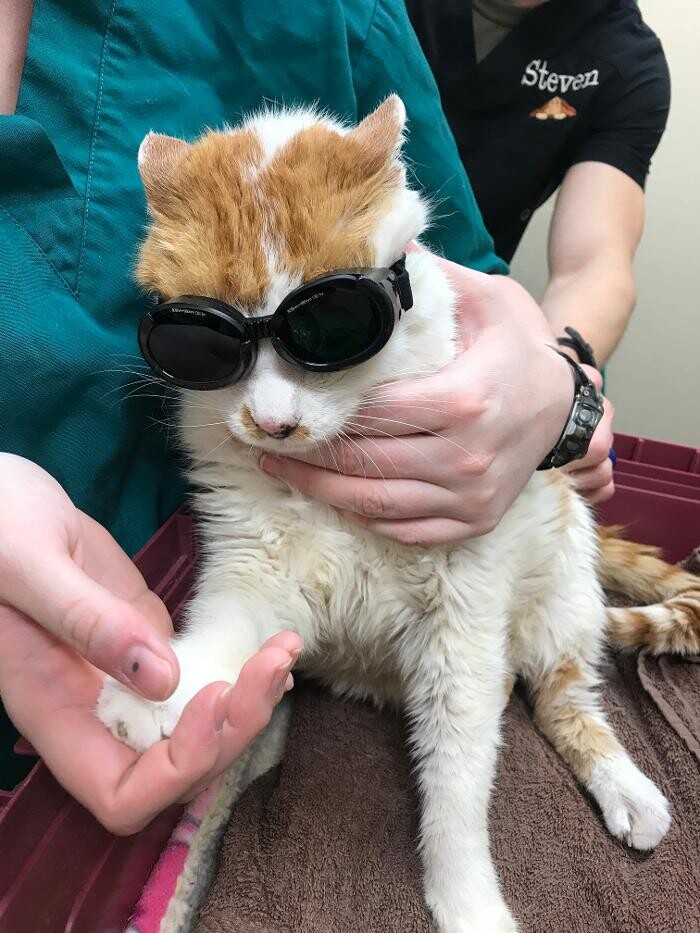 Images Avalon Family Vet