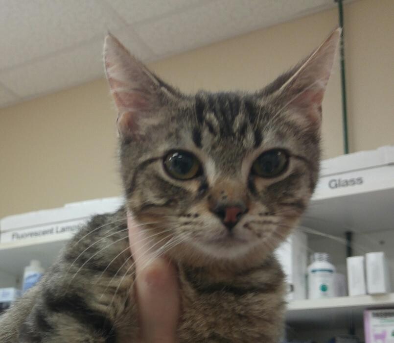 Images Avalon Family Vet