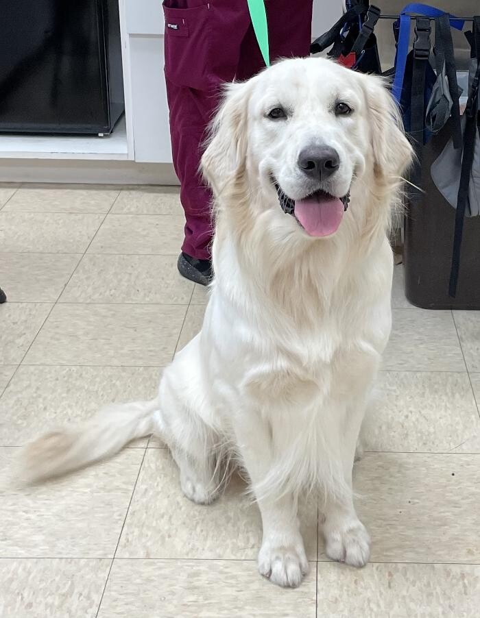 Images Avalon Family Vet