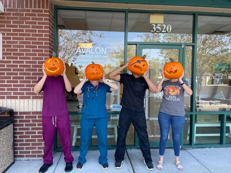 Images Avalon Family Vet