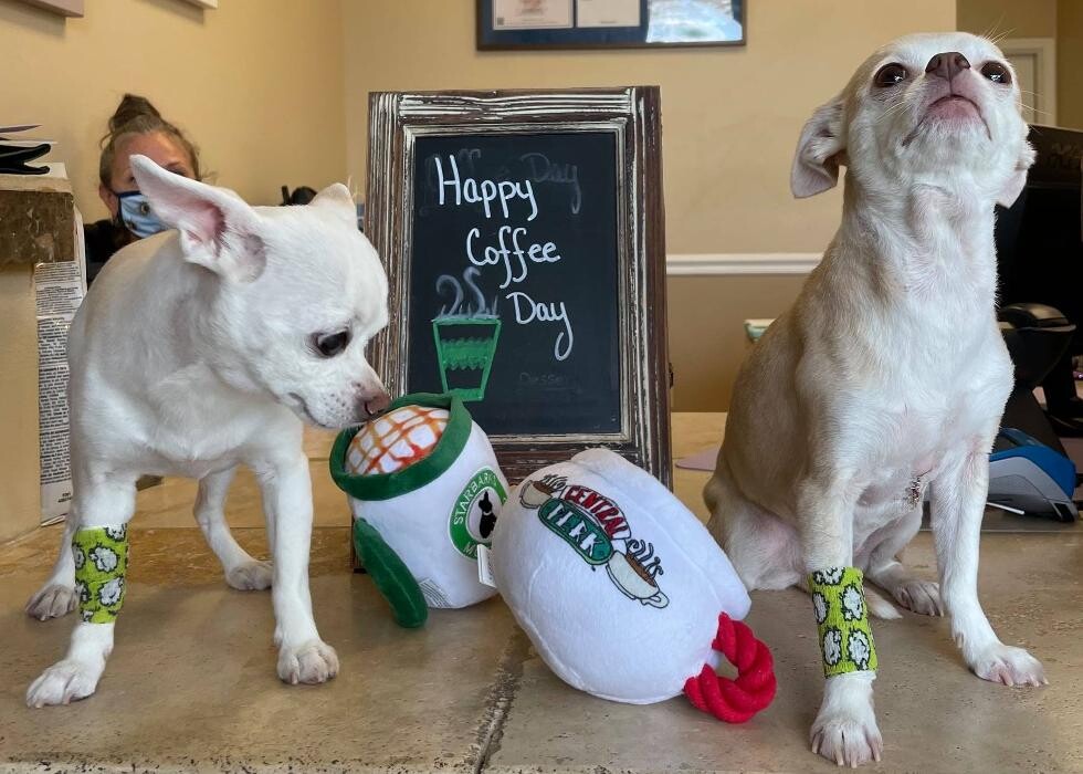 Images Avalon Family Vet