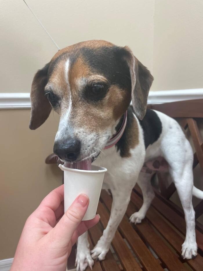 Images Avalon Family Vet