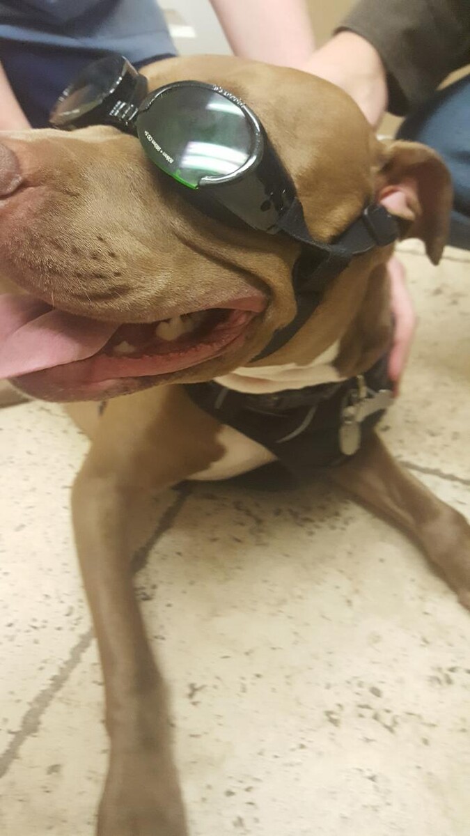 Images Avalon Family Vet