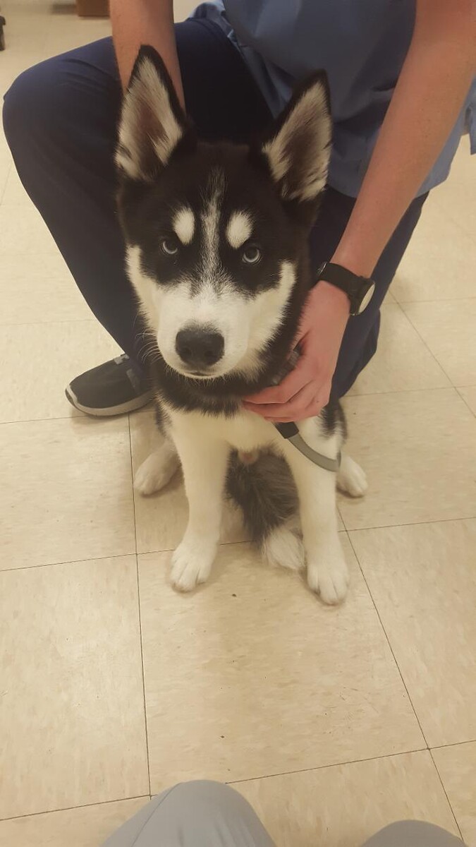 Images Avalon Family Vet