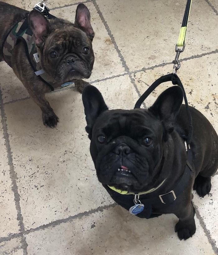 Images Avalon Family Vet