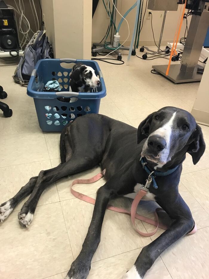 Images Avalon Family Vet