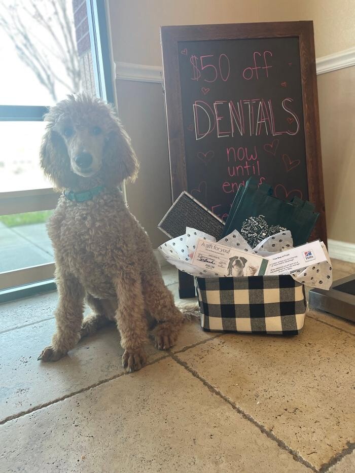 Images Avalon Family Vet