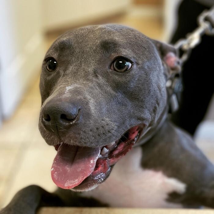 Images Avalon Family Vet