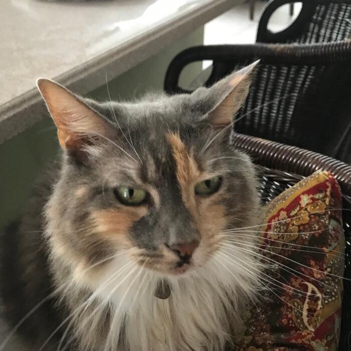 Images Avalon Family Vet