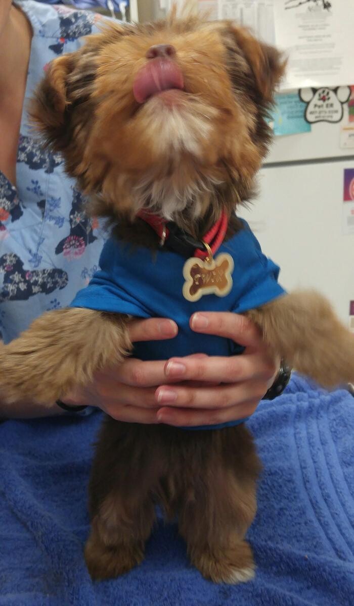 Images Avalon Family Vet