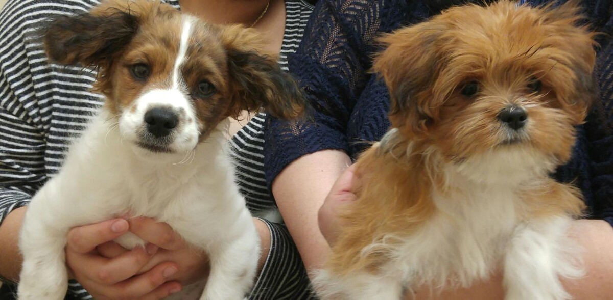 Images Avalon Family Vet