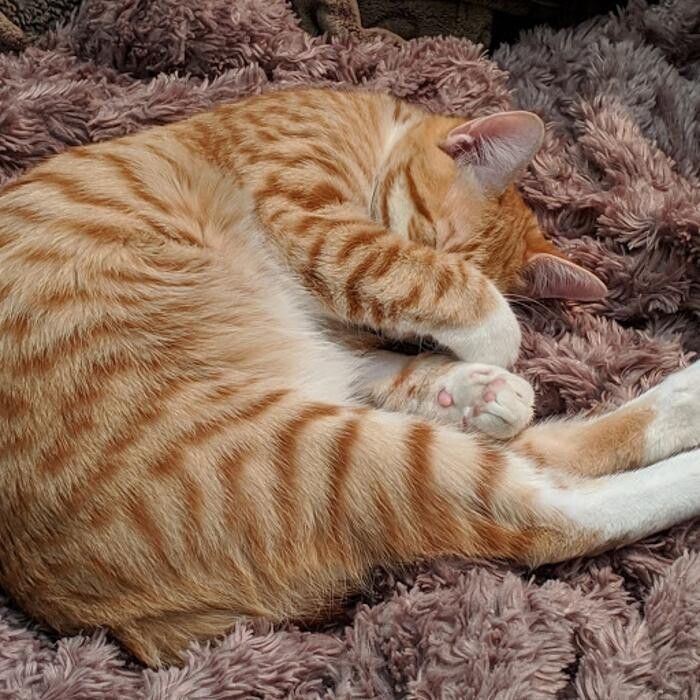 Images Avalon Family Vet