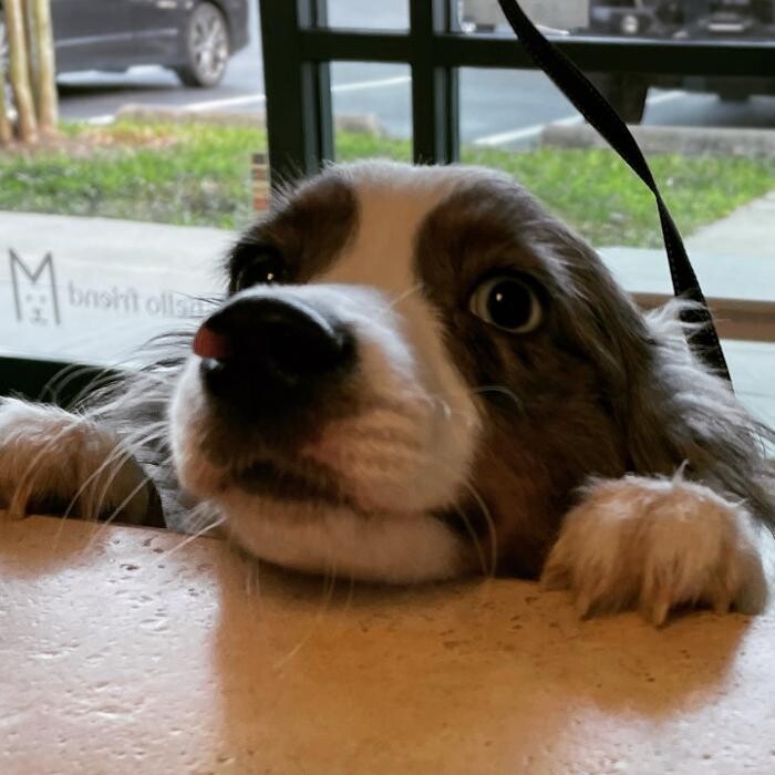 Images Avalon Family Vet