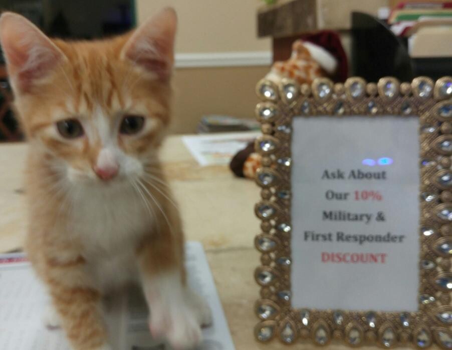 Images Avalon Family Vet