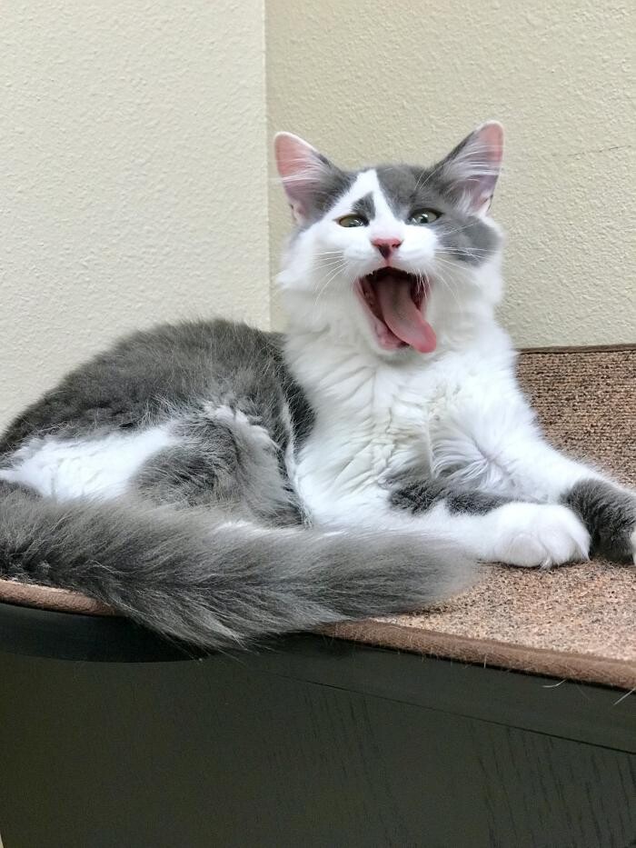 Images Avalon Family Vet