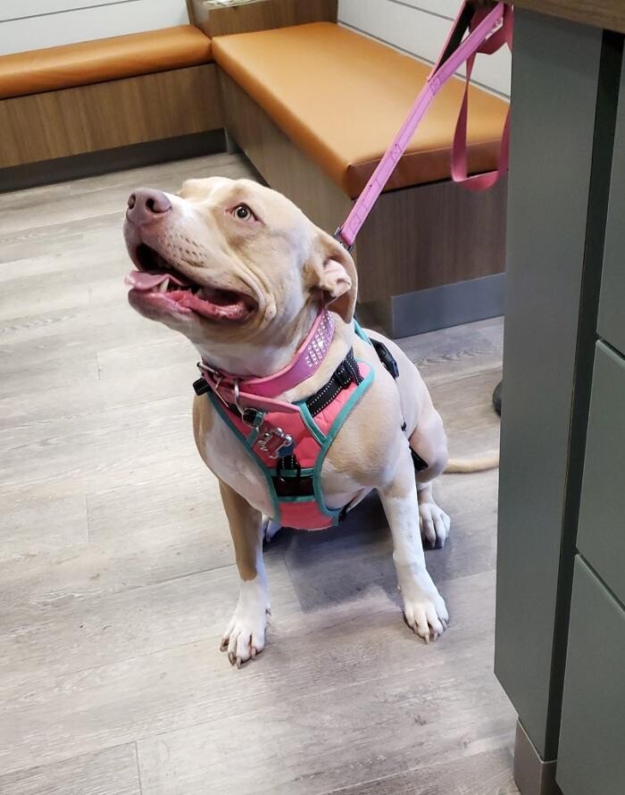 Images Avalon Family Vet