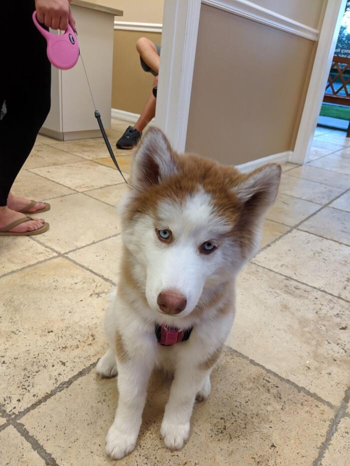 Images Avalon Family Vet