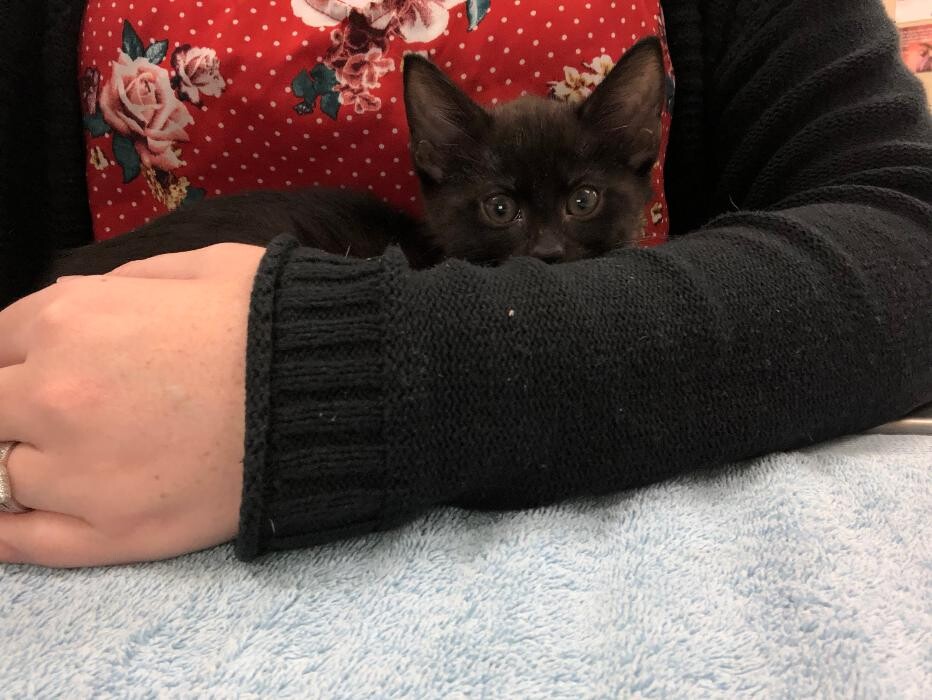 Images Avalon Family Vet