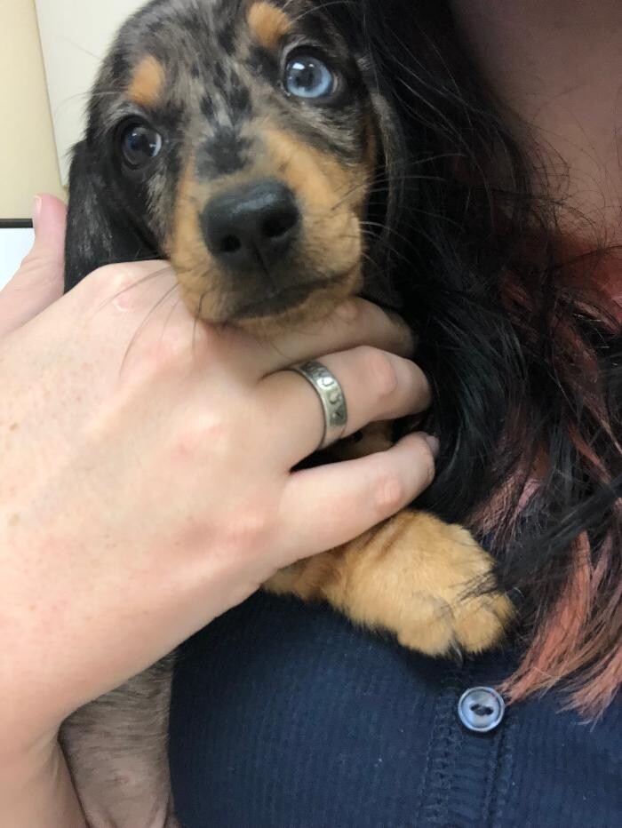 Images Avalon Family Vet