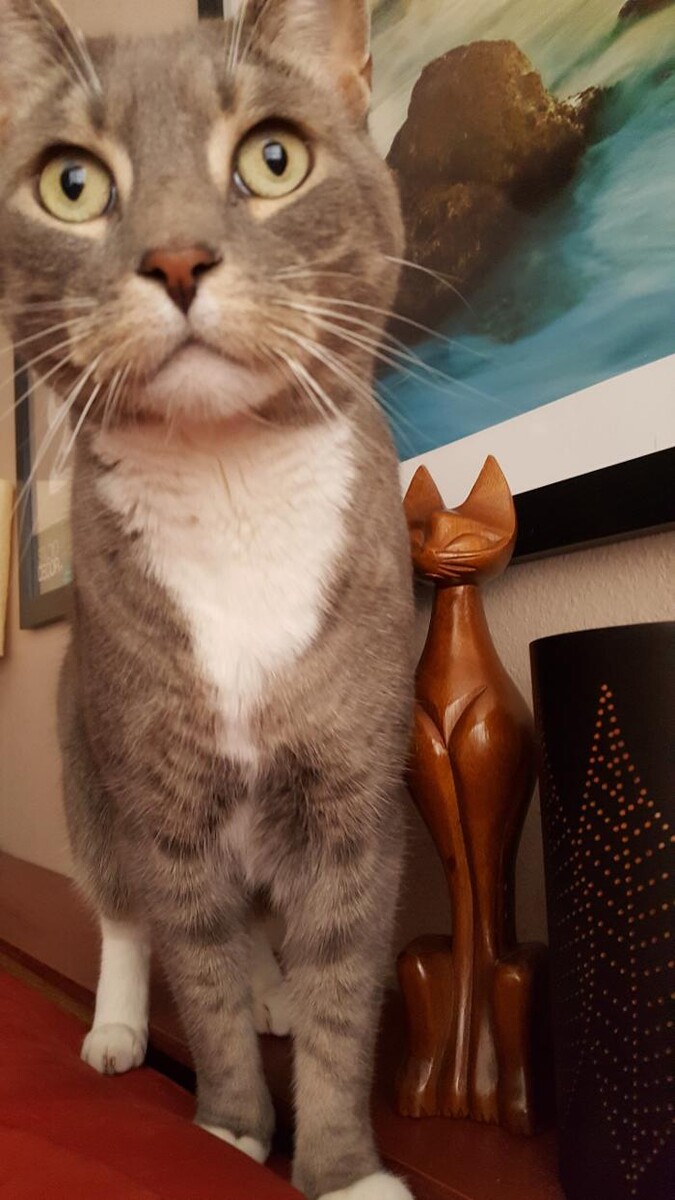 Images Avalon Family Vet