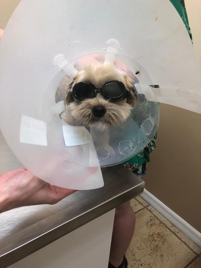 Images Avalon Family Vet