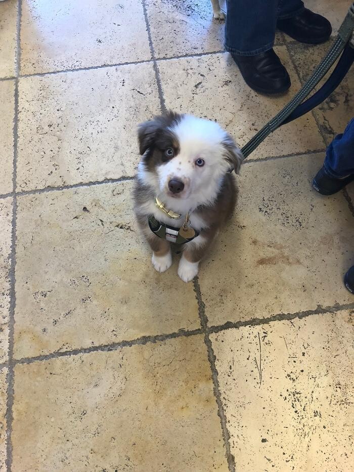 Images Avalon Family Vet