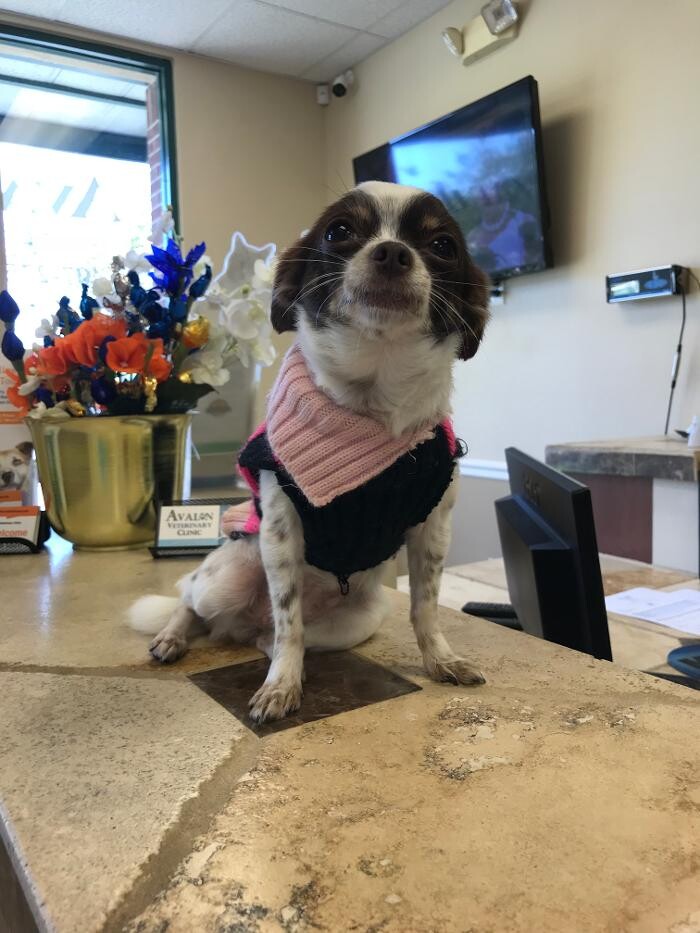 Images Avalon Family Vet