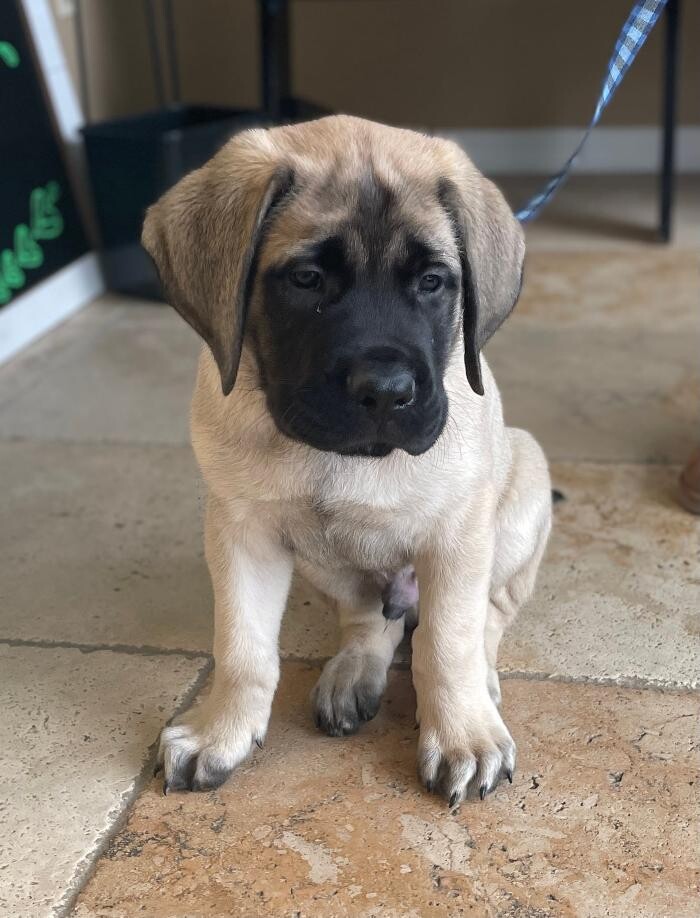 Images Avalon Family Vet