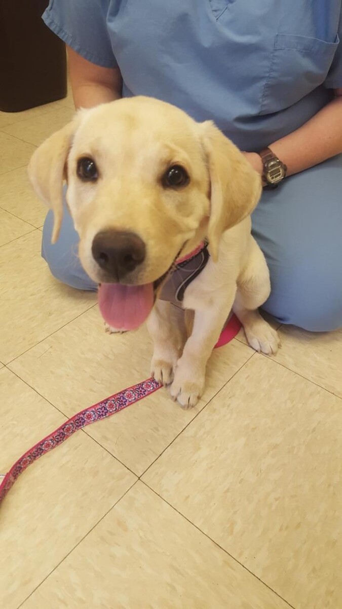 Images Avalon Family Vet