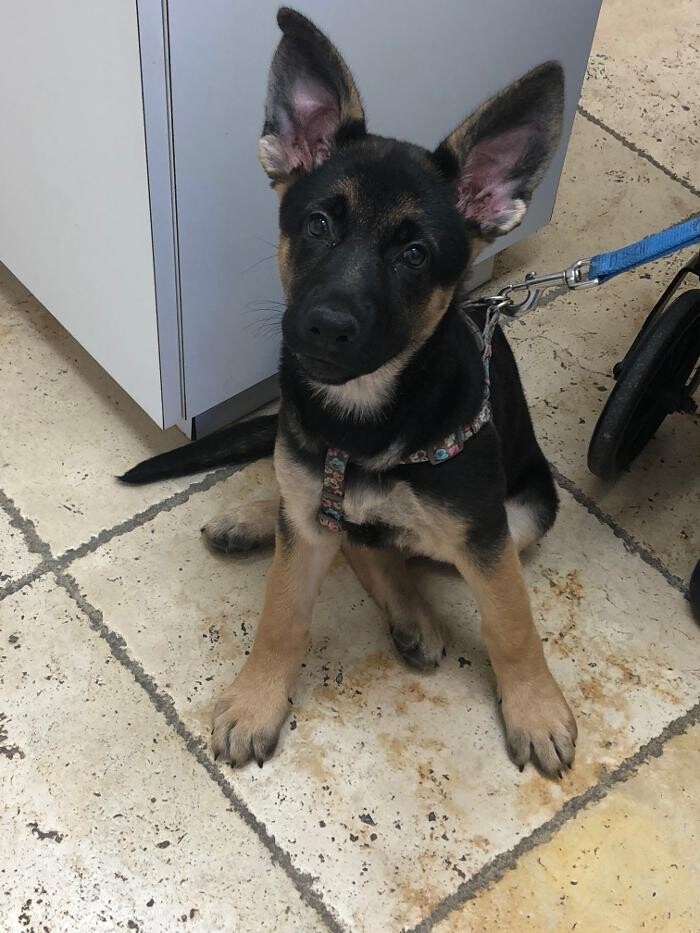 Images Avalon Family Vet