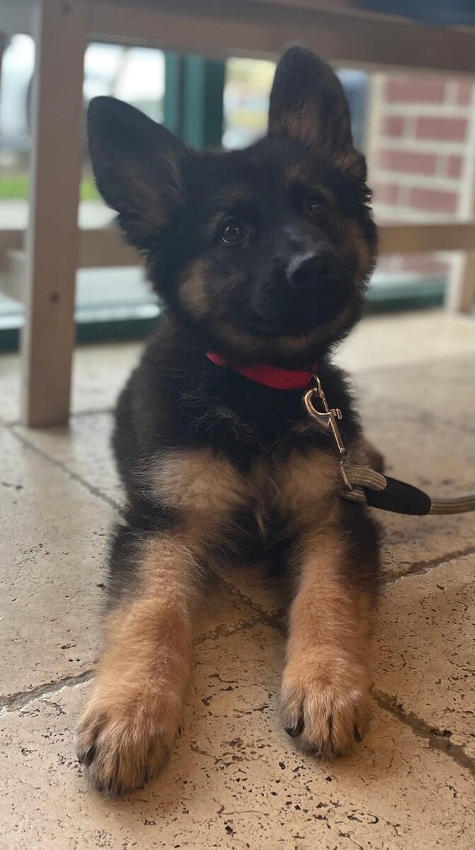 Images Avalon Family Vet