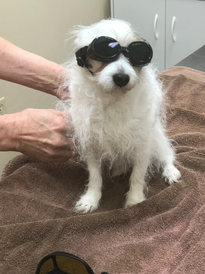 Images Avalon Family Vet