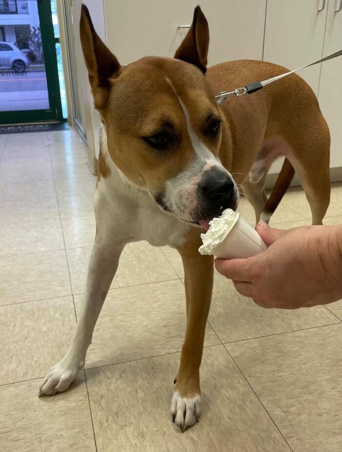 Images Avalon Family Vet