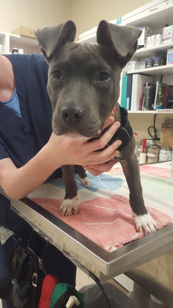 Images Avalon Family Vet