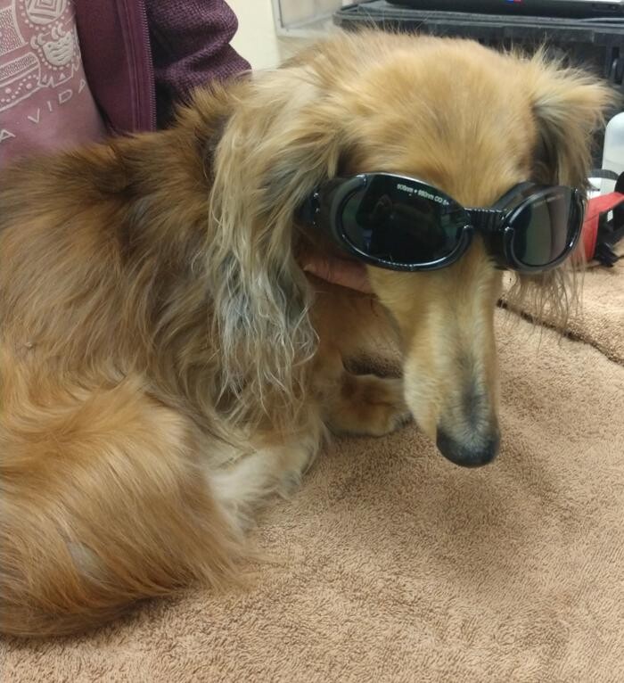 Images Avalon Family Vet