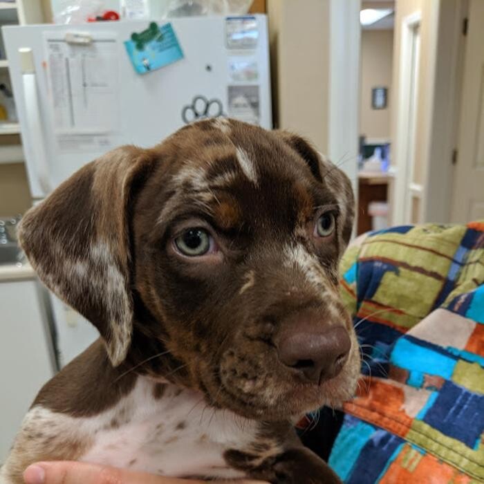 Images Avalon Family Vet