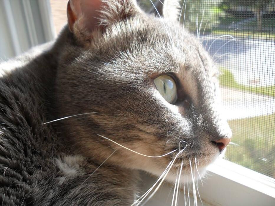 Images Avalon Family Vet