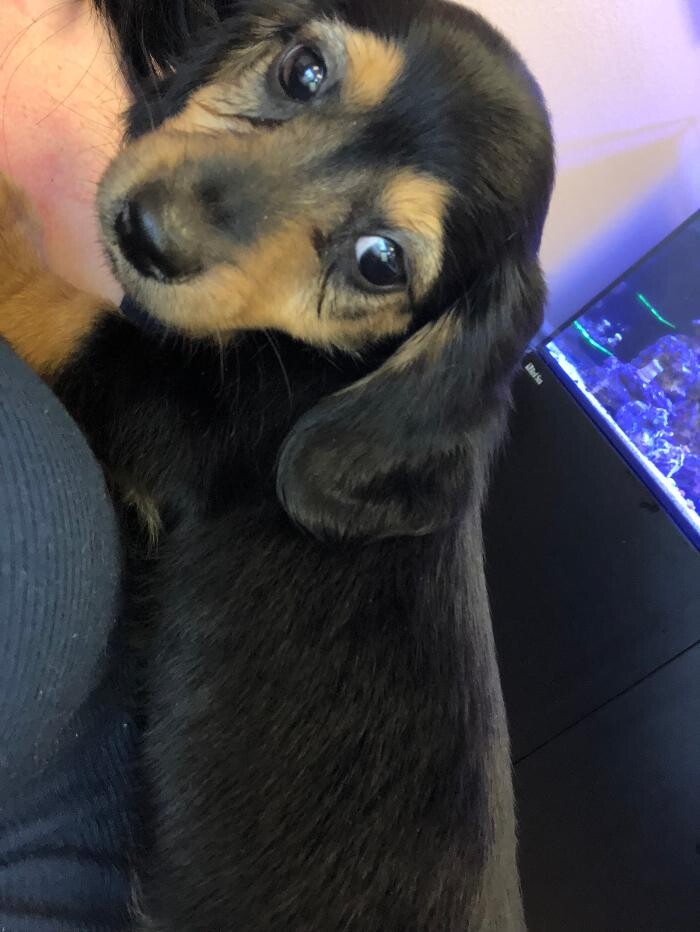 Images Avalon Family Vet