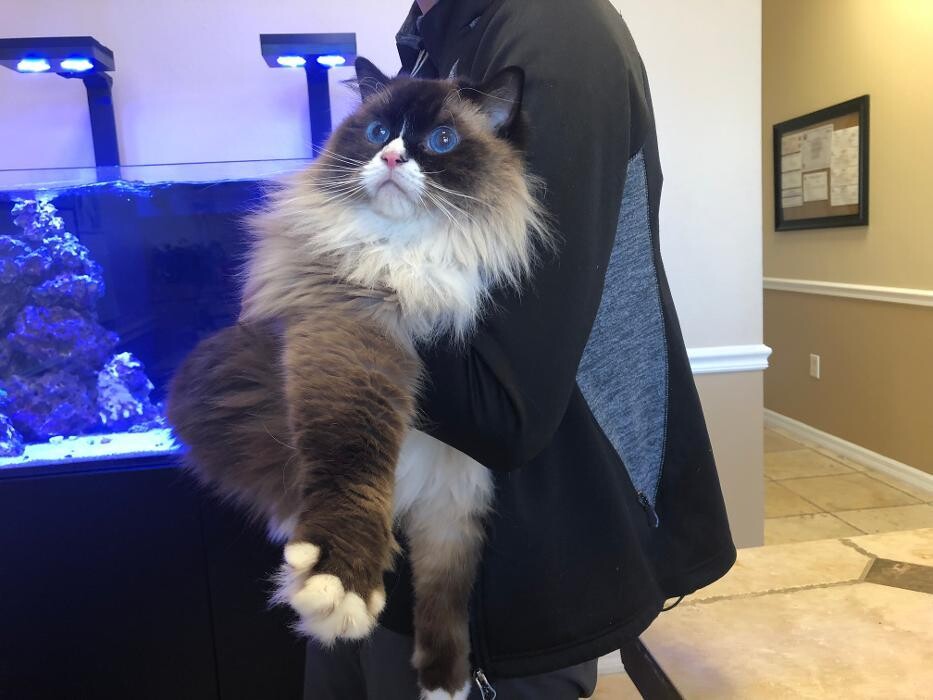 Images Avalon Family Vet