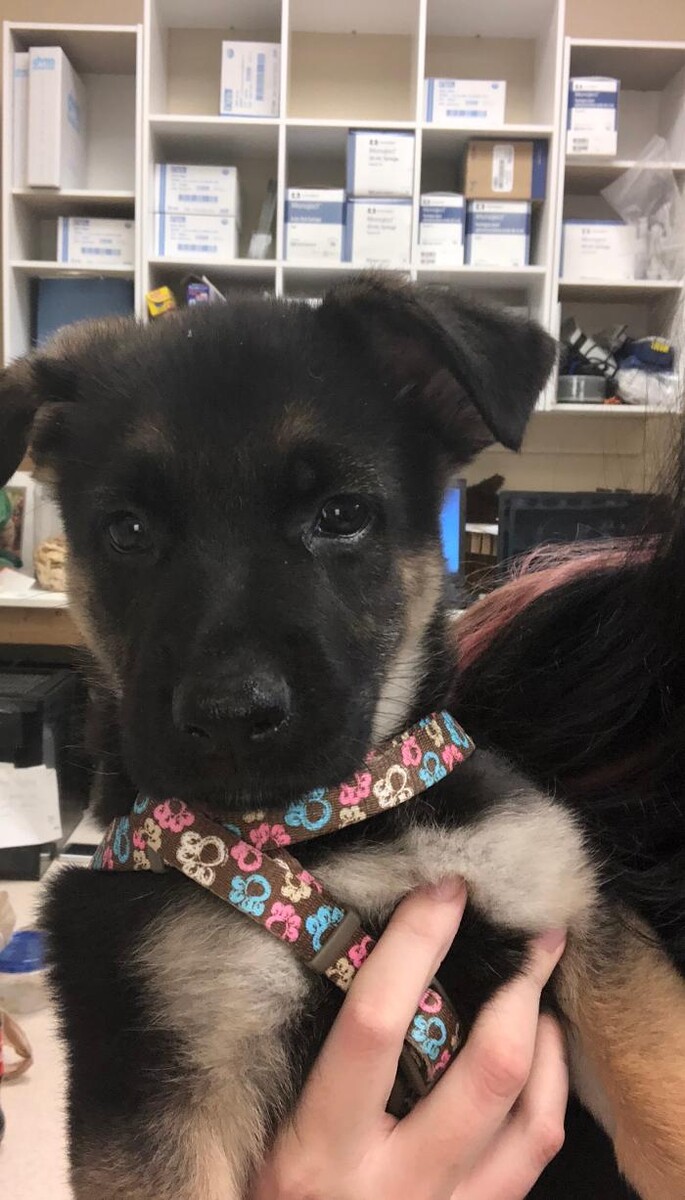 Images Avalon Family Vet