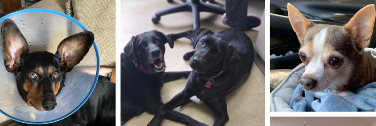 Images Delta Animal Hospital