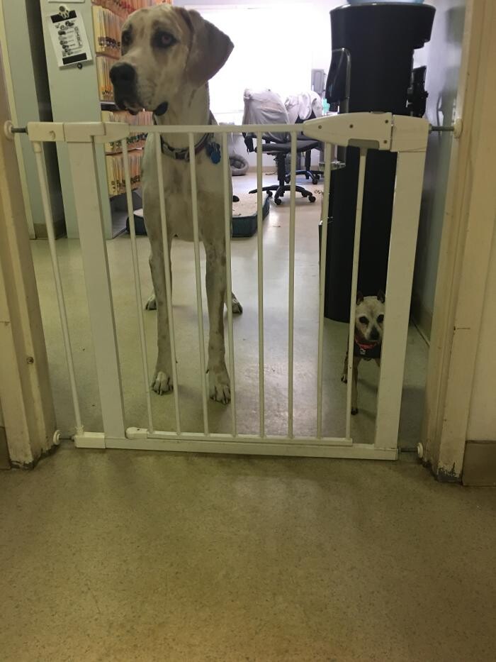 Images Delta Animal Hospital