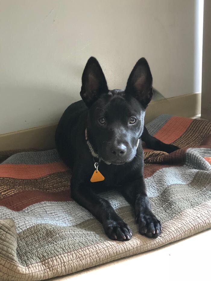 Images Delta Animal Hospital